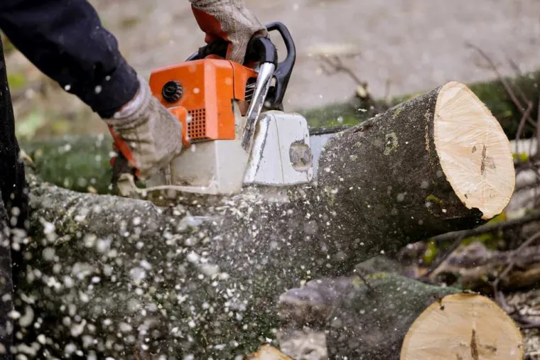 Démontage d'arbres à Saint-Pol-sur-Ternoise, Saint-Pol-sur-Ternoise, Clément Quandalle