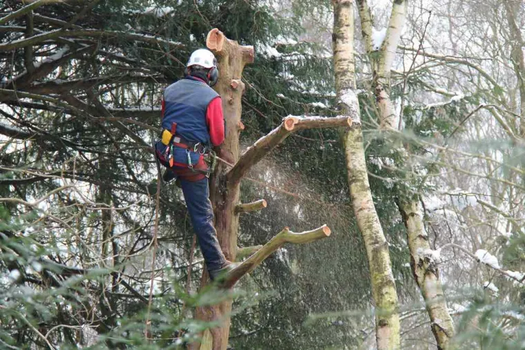 Élagueur pour faire étêtage d'arbres près de Saint-Pol-sur-Ternoise, Saint-Pol-sur-Ternoise, Clément Quandalle