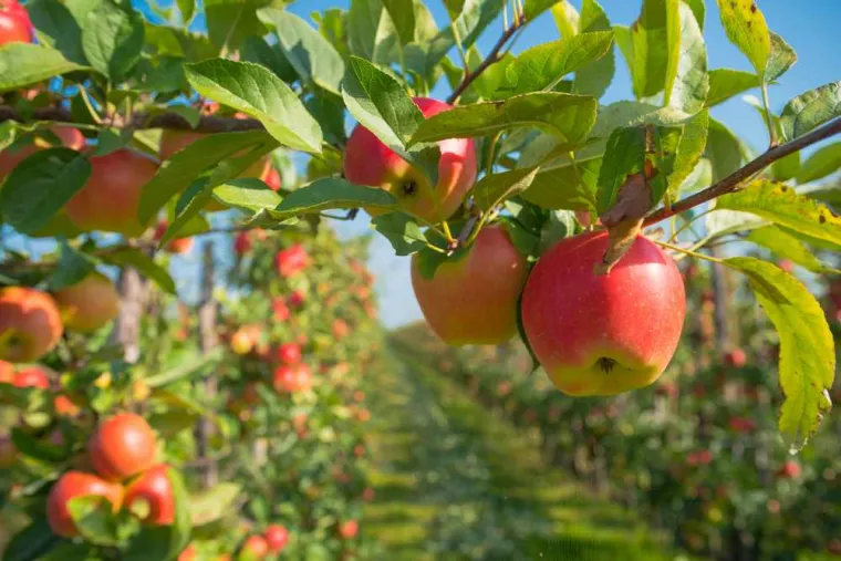 Paysagiste pour tailler des arbres fruitiers à Saint-Pol-sur-Ternoise, Saint-Pol-sur-Ternoise, Clément Quandalle