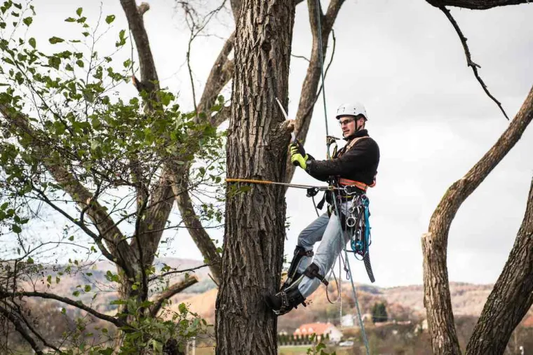 Professionnel pour abattre des arbres près de Saint-Pol-sur-Ternoise, Saint-Pol-sur-Ternoise, Clément Quandalle