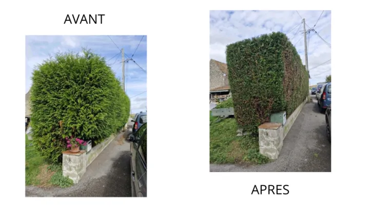 Taille de haie à LE TURNE (62630), Saint-Pol-sur-Ternoise, Clément Quandalle