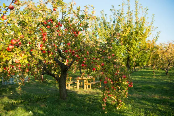 Taille d'arbres fruitiers à Saint-Pol-sur-Ternoise