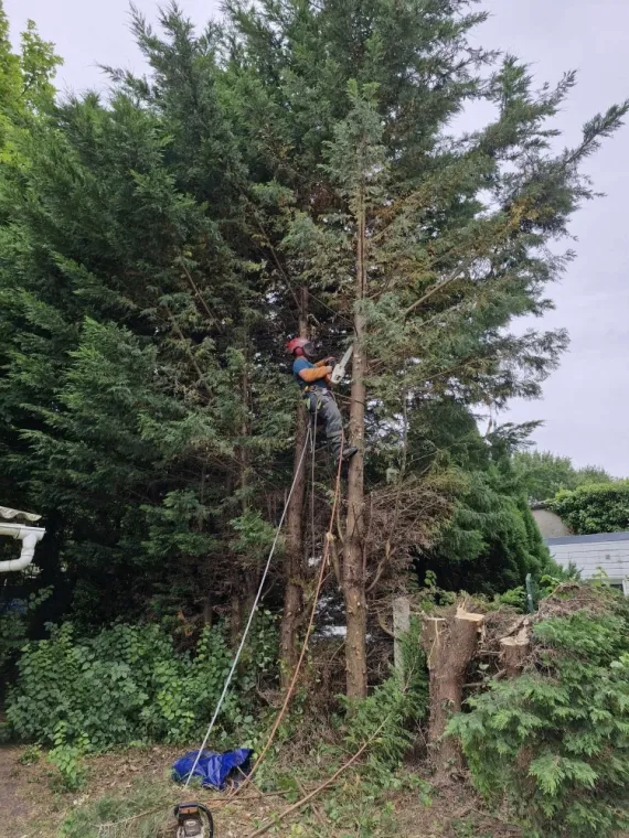 Abattage d'arbres sécurisé, Saint-Pol-sur-Ternoise, Clément Quandalle